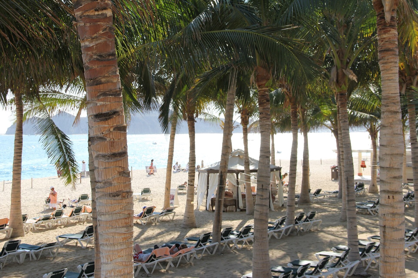 Palm shaded beach with loungers in Cabo